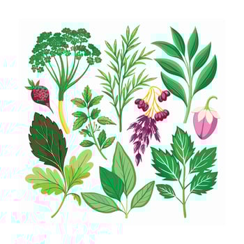 Realistic Beautiful Herbs Illustration vector