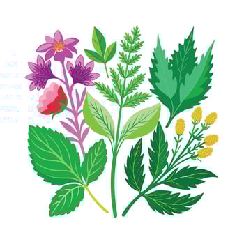 Realistic Beautiful Herbs Illustration vector