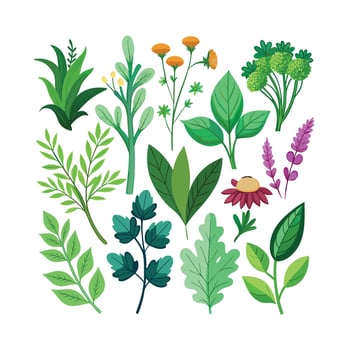 Realistic Beautiful Herbs Illustration vector