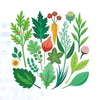 Realistic Beautiful Herbs Illustration vector