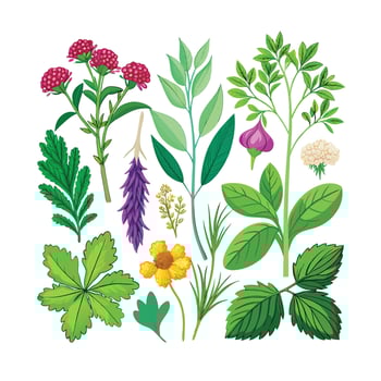 Realistic Beautiful Herbs Illustration vector