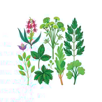 Realistic Beautiful Herbs Illustration vector