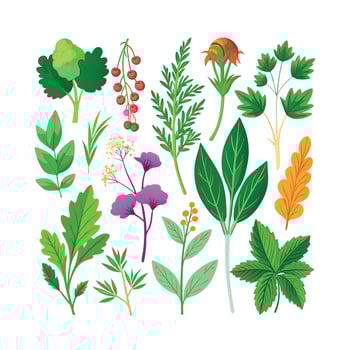 Realistic Beautiful Herbs Illustration vector