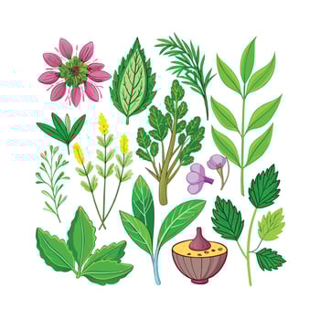 Realistic Beautiful Herbs Illustration vector