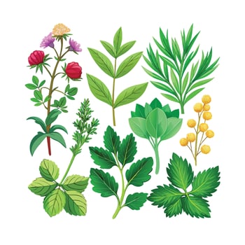 Realistic Beautiful Herbs Illustration vector