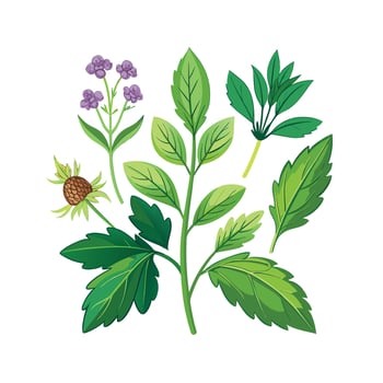 Realistic Beautiful Herbs Illustration vector