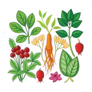 Realistic Beautiful Herbs Illustration vector