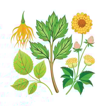 Realistic Beautiful Herbs Illustration vector