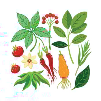 Realistic Beautiful Herbs Illustration vector