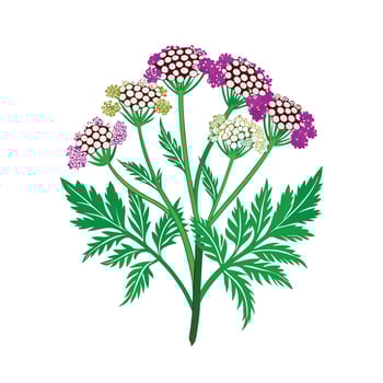 Realistic Beautiful Herbs Illustration vector