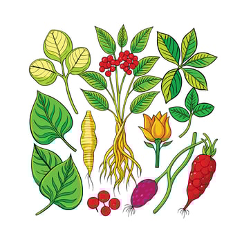 Realistic Beautiful Herbs Illustration vector