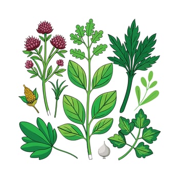 Realistic Beautiful Herbs Illustration vector