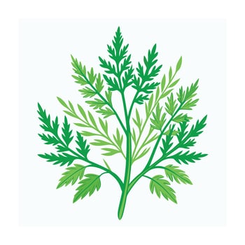 Realistic Beautiful Herbs Illustration vector