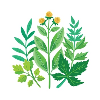 Realistic Beautiful Herbs Illustration vector