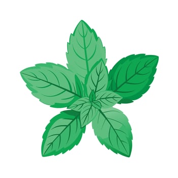 Realistic Beautiful Herbs Illustration vector