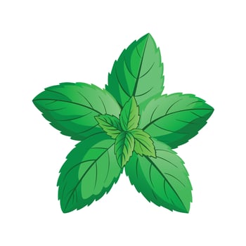 Realistic Beautiful Herbs Illustration vector