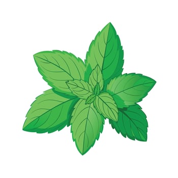 Realistic Beautiful Herbs Illustration vector