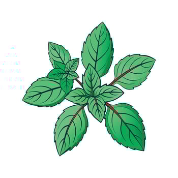 Realistic Beautiful Herbs Illustration vector
