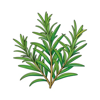 Realistic Beautiful Herbs Illustration vector
