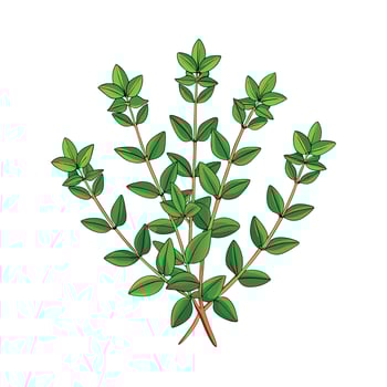 Realistic Beautiful Herbs Illustration vector