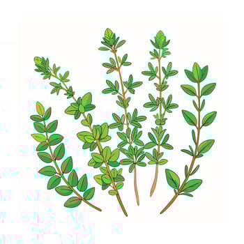 Realistic Beautiful Herbs Illustration vector