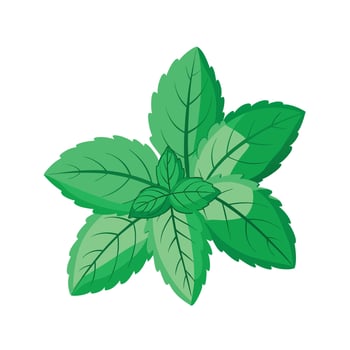 Realistic Beautiful Herbs Illustration vector
