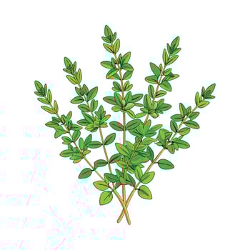 Realistic Beautiful Herbs Illustration vector