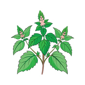 Realistic Beautiful Herbs Illustration vector