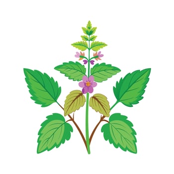 Realistic Beautiful Herbs Illustration vector
