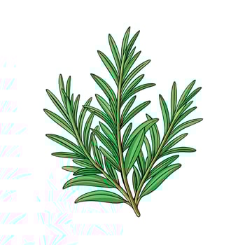 Realistic Beautiful Herbs Illustration vector