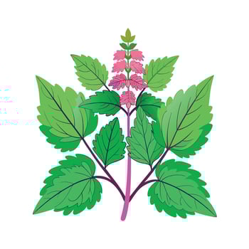 Realistic Beautiful Herbs Illustration vector