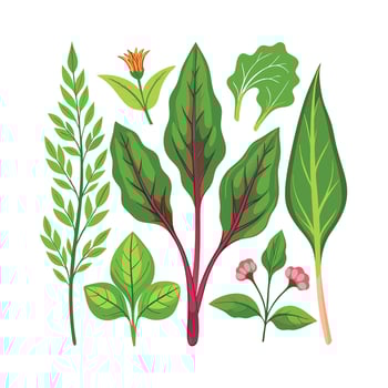 Realistic Beautiful Herbs Illustration vector