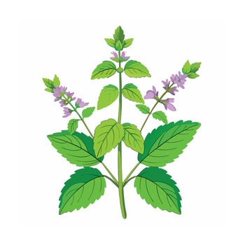 Realistic Beautiful Herbs Illustration vector