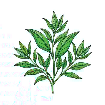 Realistic Beautiful Herbs Illustration vector