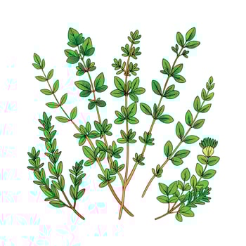 Realistic Beautiful Herbs Illustration vector