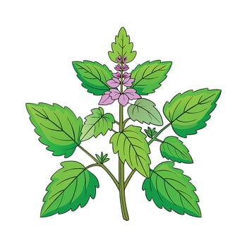 Realistic Beautiful Herbs Illustration vector
