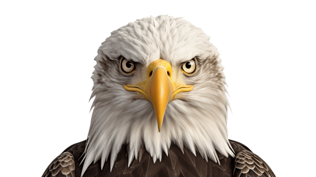 Bald Eagle isolated on transparent background png