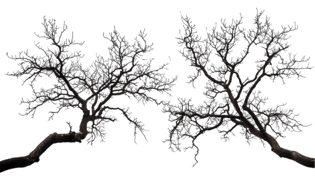 Bare tree branches isolated on a transparent background png