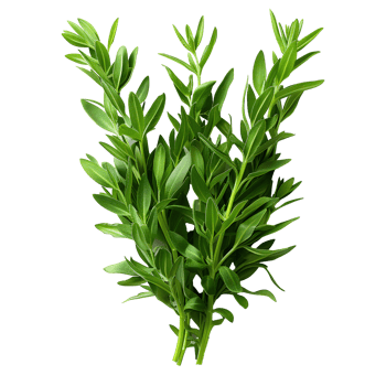 Tarragon . Estragon herb top view . aromatic herb of tarragon used for cooking flat lay isolated png