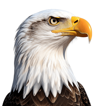 Eagle against transparent background png