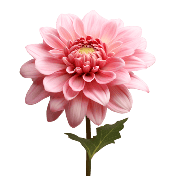 flower isolated against transparent background png