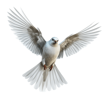 flying bird isolated against transparent background png