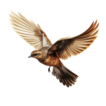 flying bird isolated against transparent background png