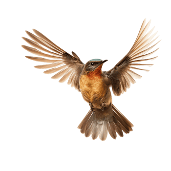 flying bird isolated against transparent background png