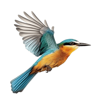 flying bird isolated against transparent background png