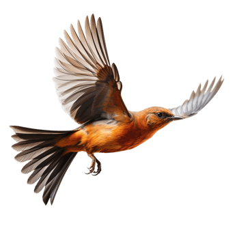 flying bird isolated against transparent background png