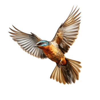 flying bird isolated against transparent background png