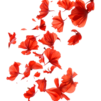 Red hibiscus petals falling isolated on a transparent background png