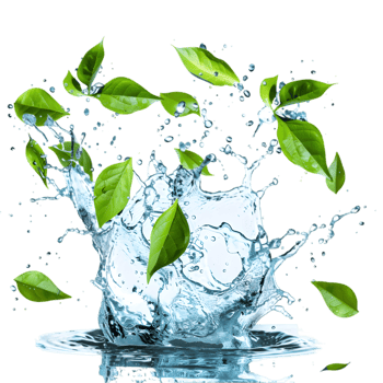Green leaves with water splash isolated on a transparent background png