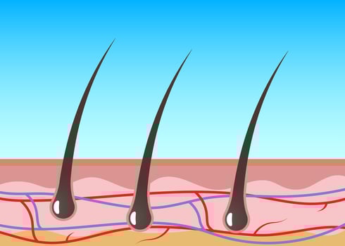 Hair follicle Structures of the Dermis illustration vector